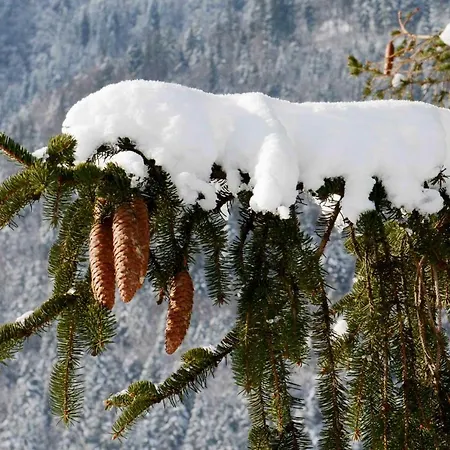 Apartma Lupis * Podvolovljek